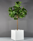 Montroy Cube Planter