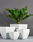 Lima Planter